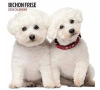 Bichon Frise - Calendario moderno 2026