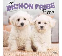 Bichon Frise Puppies | Calendario mensual cuadrado de pared 2026 de 12 x 24 pulgadas (colgado) | Sin plástico | BrownTrout | Animales razas de perros cachorros