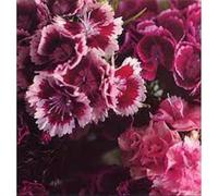 Biff Bang Pow - The Girl Who Runs The Beat Hotel [Vinilo]