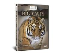 BIG CATS: Amba The Russian Tiger [DVD] [Reino Unido]