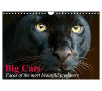 Big Cats ¿ Faces of the most beautiful predators (Wall Calendar 2027 DIN A4 landscape), CALVENDO 12 Month Wall Calendar: The world's biggest and most beautiful cats