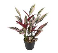 BigBuy Home Planta Decorativa 43 x 40 x 55 cm Verde Ave del paraíso