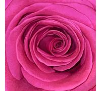 Bilderbuch – Gelb Ist Das Feld – CD