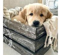 Bimkole 5d Diamond Painting Kit Bricolaje Arte Golden Retriever Animales, Perros Pintura Diamantes Kits Estampados De Punto De Cruz Diamantes de Imitación Decoración de Pared, (30x30 cm)