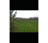 Biofertilizante para la agricultura del futuro.: Manual científico y técnico para la agricultura sostenible.