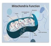 Biology Education Metal Sign Mitochondria Functions Chart Science Classroom Poster For Teachers Students Learning Tool 8 X 12 inch