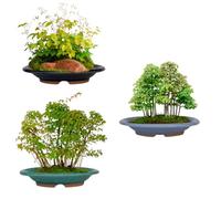 BIOMATA Macetas Bonsai Ceramica para Mame y Shohin 15,5x12,3x2,9cm | Pack de 3 Macetas Ovaladas | Macetas Resistentes a Cualquier Clima | Maceteros Bonsai Ceramica con Drenaje | Árbol no Incluido
