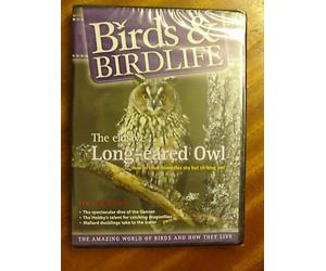 Birds & Birdlife - The elusive Long-eared Owl.