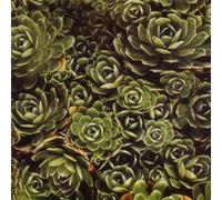 Bittova,Iva - Ne Nehledej