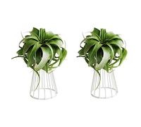 Biwwubik 2 Paquetes Soporte de la Planta de Aire Soportes de Plantas de Aire de Streptophylla Grandes de Mesa de Metal de Tillandsia Estantes de Plantas Soporte de la Planta