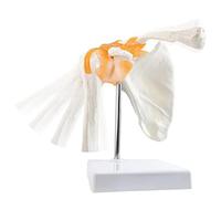 Biwwubik AnatomíA Modelo de ArticulacióN del Hombro Esqueleto de AnatomíA, AnatomíA de los Ligamentos del Hombro Humano para Consultorio, Medicina