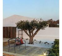 Bizzotto yes 802694 Janelle