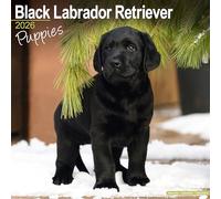 Black Labrador Puppies Calendar 2026 Square Dog Puppy Breed Wall Calendar - 16 Month