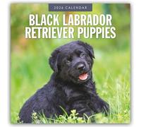 Black Labrador Retriever Puppies 2026 Square Wall Calendar: Original Red Robin Publishing Ltd-Kalender [Mehrsprachig] [Kalender]