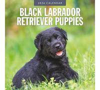 Black Labrador Retriever Puppies - Calendario de pared cuadrado 2026 Red Robin Publishing