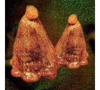Black to Comm Oocyte Oil & Stolen Androgens (Vinyl) 12" Album
