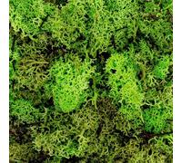 BLAINE - Musgo Artificial Hiperrealista 50gr para Decorar Macetas o Acuarios para Interior/Exterior, Relleno Sintético Que Mejora la Presentación de tu Jardín y No Necesita Mantenimiento