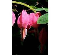 Bleeding Hearts Journal