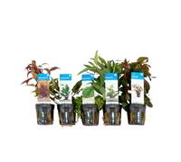 Bloomique - 5er Set - Aquarium Pflanzen Echt - Aquarium Zubehör -Wasserpflanzen - Limpieza - Sauerstoff - Ludwigie, Wasserfreund, Perlkraut, Papageienblatt, Wasserkelch - Höhe 15-20 cm