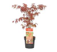 Bloomique - Acer palmatum ‘Atropurpureum’ - Arce japonés - Hoja variegada - Plantas de jardín - Resistente al frío - Altura 50-70 cm - Maceta 19 cm