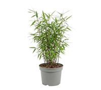 Bloomique - Fargesia Red Dragon - Planta de bambú rojo - No se extiende - Resistente - Perenne - Planta de seto - Plantas de jardín - 50-70 cm de altura - Maceta de 17 cm