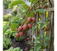Bloomique - Juego de 2 - Actinidia Arguta Issai 'Ken's Red' - Kiwi rojo - Plantas frutales - Plantas de jardín - Resistente al invierno - 50-70 cm de altura - Maceta de 15 cm