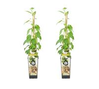 Bloomique - Juego de 2 - Actinidia Arguta Issai - Kiwi - Plantas frutales - Plantas de jardín - Resistente al invierno - 50-70 cm de altura - Maceta de 15 cm