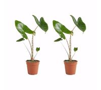 Bloomique - Juego de 2 - Alocasia Zebrina - Oreja de Elefante - Plantas de Interior - Purificadora de Aire - Altura 30-50 cm - Maceta de 14 cm