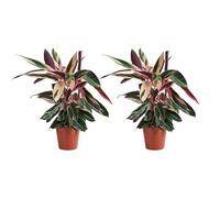 Bloomique - Juego de 2 - Calathea Triostar - Planta Pavo Real - Plantas de Interior - Purifica el Aire - Apto para Mascotas - 40-60 cm de Altura - Maceta de 19 cm
