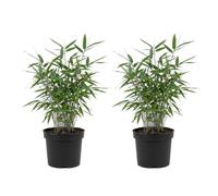 Bloomique - Juego de 2 - Fargesia Blue - Planta de bambú azul - No se extiende - Resistente al invierno - Planta de seto - Altura 20-40 cm - Maceta de 14 cm