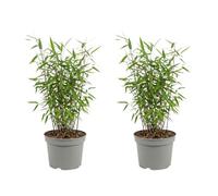 Bloomique - Juego de 2 - Fargesia Dragón Rojo - Planta de Bambú Rojo - No invasiva - Resistente - Perenne - Planta de seto - Plantas de jardín - Altura 50-70 cm - Maceta 17 cm
