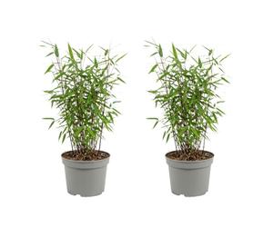 Bloomique - Juego de 2 - Fargesia Dragón Rojo - Planta de Bambú Rojo - No invasiva - Resistente - Perenne - Planta de seto - Plantas de jardín - Altura 50-70 cm - Maceta 17 cm