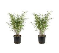 Bloomique - Juego de 2 - Fargesia Nitida Gansu - Planta de bambú - No invasiva - Resistente - Perenne - Planta de seto - Plantas de jardín - Altura 50-70 cm - Maceta 17 cm
