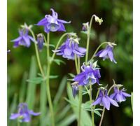 Bloomique - Juego de 3 - Aquilegia Caerulea Primavera - Aguileña - Plantas de jardín - Resistente - Altura 10 - 20 cm - Maceta 9 x 9 cm