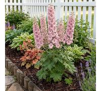 Bloomique - Juego de 3 - Delphinium Magic Fountains Pink Shades - Larkspur - Floración abundante - Resistente al invierno - Perenne - 10-20 cm de altura - Maceta de 9 cm