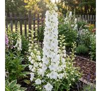 Bloomique - Juego de 3 - Delphinium Magic Fountains Pure White - Larkspur - Resistente al invierno - Perenne - 10-20 cm de altura - Maceta de 9 cm
