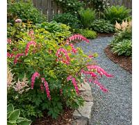 Bloomique - Juego de 3 - Dicentra Spectabilis - Corazón roto - Floración abundante - Resistente al invierno - Perenne - 10-20 cm de altura - Maceta de 9 cm