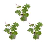 Bloomique - Juego de 3 - Geranio Macrorrhizum ‘Spessart’ - Geranio común - Cubresuelos - Floración abundante - Resistente al invierno - Perenne - Fragante - 10-20 cm de altura - Maceta de 9 cm
