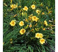Bloomique - Juego de 3 - Hemerocallis Stella d'Oro - Daylily - Plantas de jardín - Resistente - Altura 10 - 20 cm - Maceta 9 x 9 cm