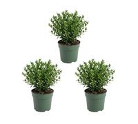 Bloomique - Juego de 3 - Ilex Crenata Jenny - Acebo japonés - Gaulteria - Resistente - Planta de balcón - 10-20 cm de alto - Maceta de 10 cm