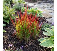 Bloomique - Juego de 3 - Imperata Cylindrica Red Baron - Hierba de sangre japonesa - Hierba ornamental - Resistente al invierno - Planta perenne de 10-20 cm de altura - Maceta de 9 cm