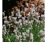 Bloomique - Juego de 3 - Lavandula Angustifolia Edelweiss - Lavanda blanca - planta de lavanda - resistente al invierno - Altura 10 - 20 cm - Maceta 9 x 9 cm