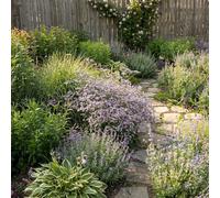 Bloomique - Juego de 3 - Limonium Latifolium - Lavanda de mar - Resistente - Perenne - 10-20 cm de altura - Maceta de 9 cm