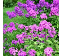Bloomique - Juego de 3 - Phlox Paniculata Laura - Phlox - Plantas de jardín - Resistente - Altura 10 - 20 cm - Maceta 9 x 9 cm