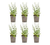 Bloomique - Juego de 3 - Salvia Sensation White - Salvia - Floración blanca - Resistente al invierno - Perenne - Apta para abejas - 10-20 cm de alto - Maceta de 9 cm