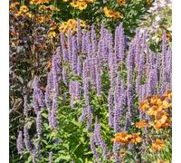 Bloomique - Juego de 6 - Agastache Blue Fortune - Dropplant - Floración abundante - Atrae abejas y mariposas - Resistente al invierno - Perenne - 10-20 cm de alto - Maceta de 9 cm