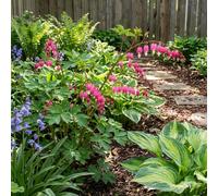 Bloomique - Juego de 6 - Dicentra Spectabilis - Corazón roto - Floración abundante - Resistente al invierno - Perenne - 10-20 cm de altura - Maceta de 9 cm
