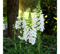Bloomique - Juego de 6 - Digitalis Purp. Dalmatian White - Dedalera - Floración abundante - Resistente al invierno - Perenne - 10-20 cm de altura - Maceta de 9 cm