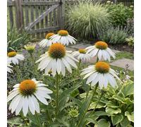 Bloomique - Juego de 6 - Echinacea Purpurea White Swan - Equinácea - Floración abundante - Resistente al invierno - Perenne - 10-20 cm de altura - Maceta de 9 cm