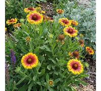 Bloomique - Juego de 6 - Gaillardia Arizona Sun - Flor de escarapela - Floración abundante - Resistente al invierno - Perenne - 10-20 cm de altura - Maceta de 9 cm